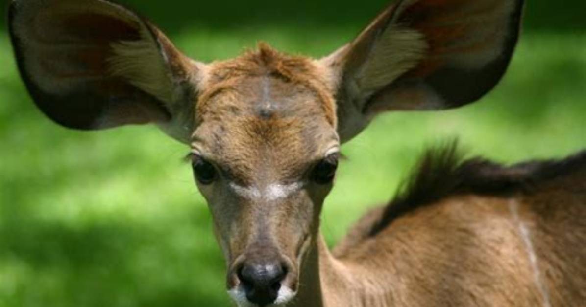 Top 7 an Animal with Big Ears-Answers