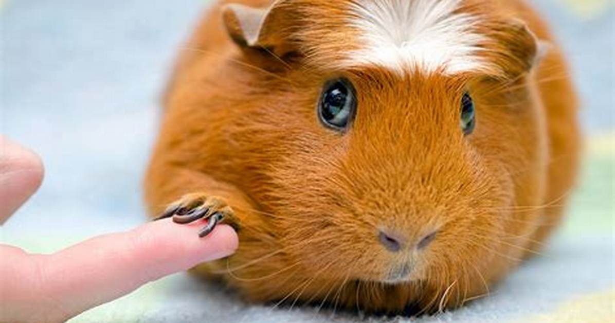 Trimming Guinea Pig Nails - How to Discuss