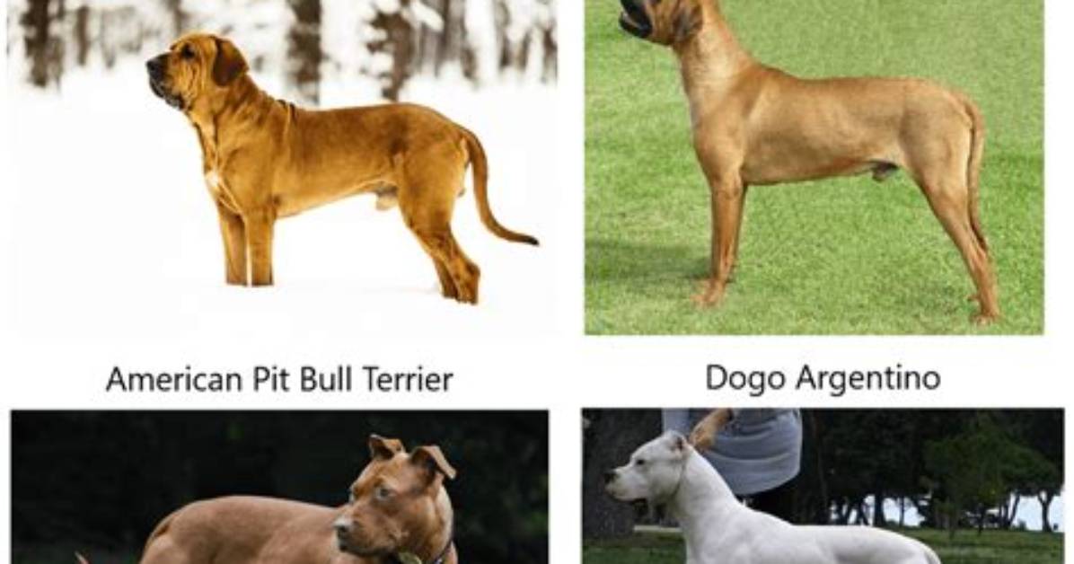 Uk Pet Laws – 4 Dog Breeds Banned in the Uk