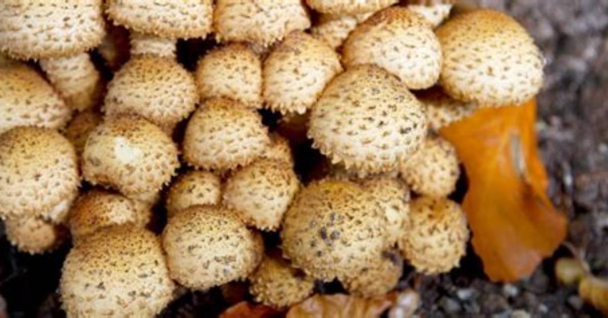 Understanding the Cryptic Role Fungi Play in Ecosystems