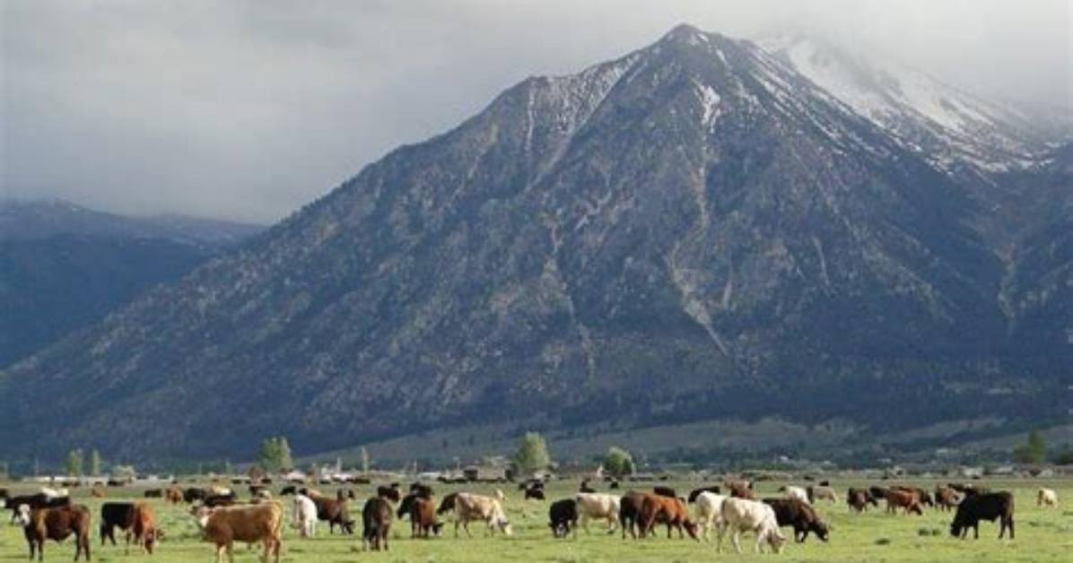 Unr Study Finds High Stress Levels in Agriculture Producers, Identifies Paths to Coping | News