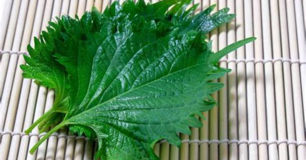 Unveiling the Versatile Shiso Herb