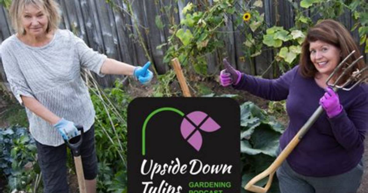 Upside Down Tulips
