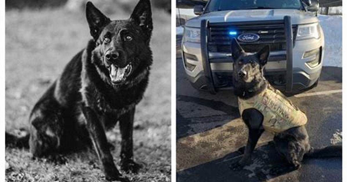 Vaughn Malloy and Police K9 Broko Tragically Killed in Officer-Involved Shooting in Stonington