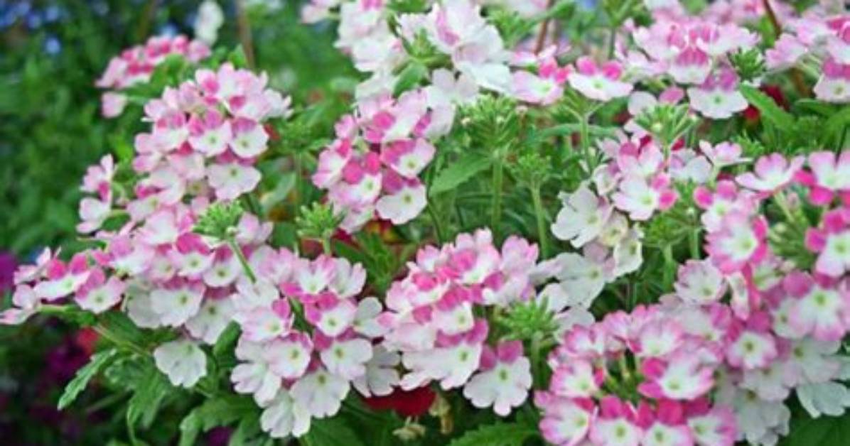 Verbena Colors