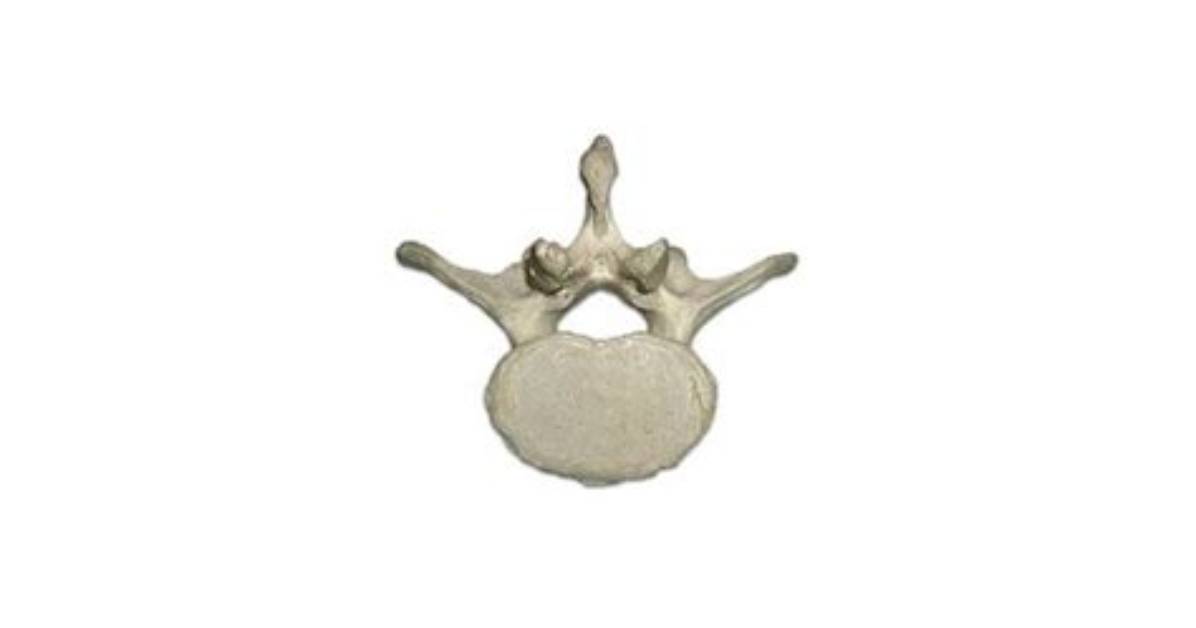 Vertebras - Lombar Quiz