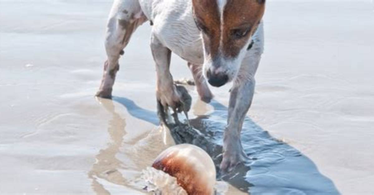 Vets Issue Jellyfish Warning After Puppies Become Unwell from Nasty Sting