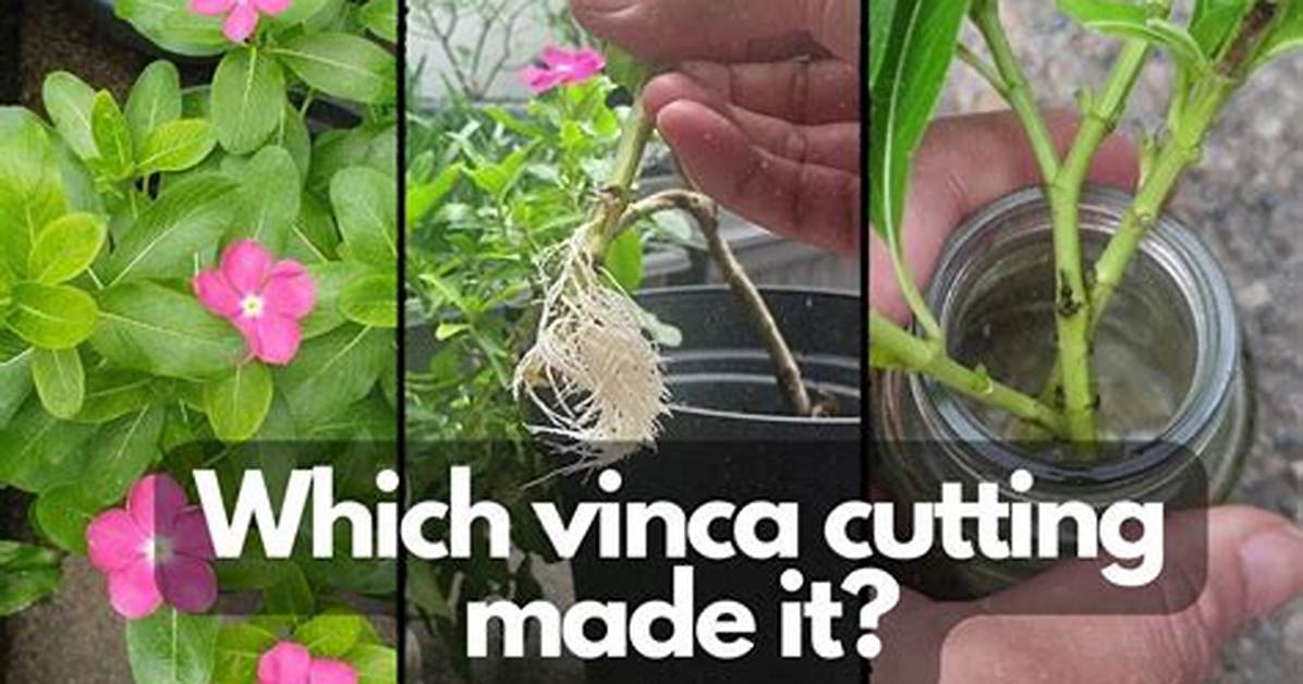 Vinca Propagation