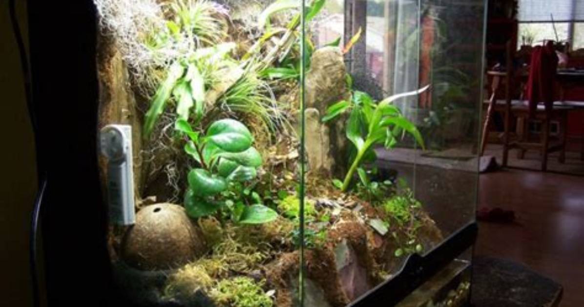 Vivarium Tank