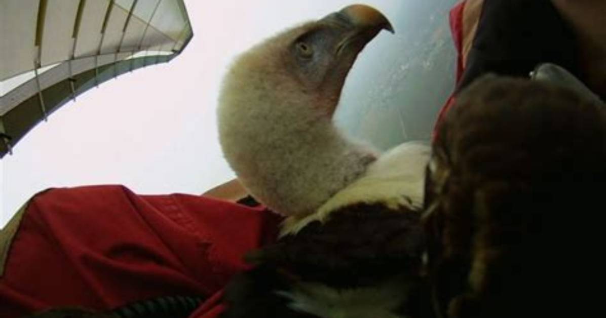 Vulture’s-Eye View