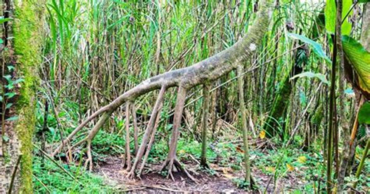 Walking on Trees