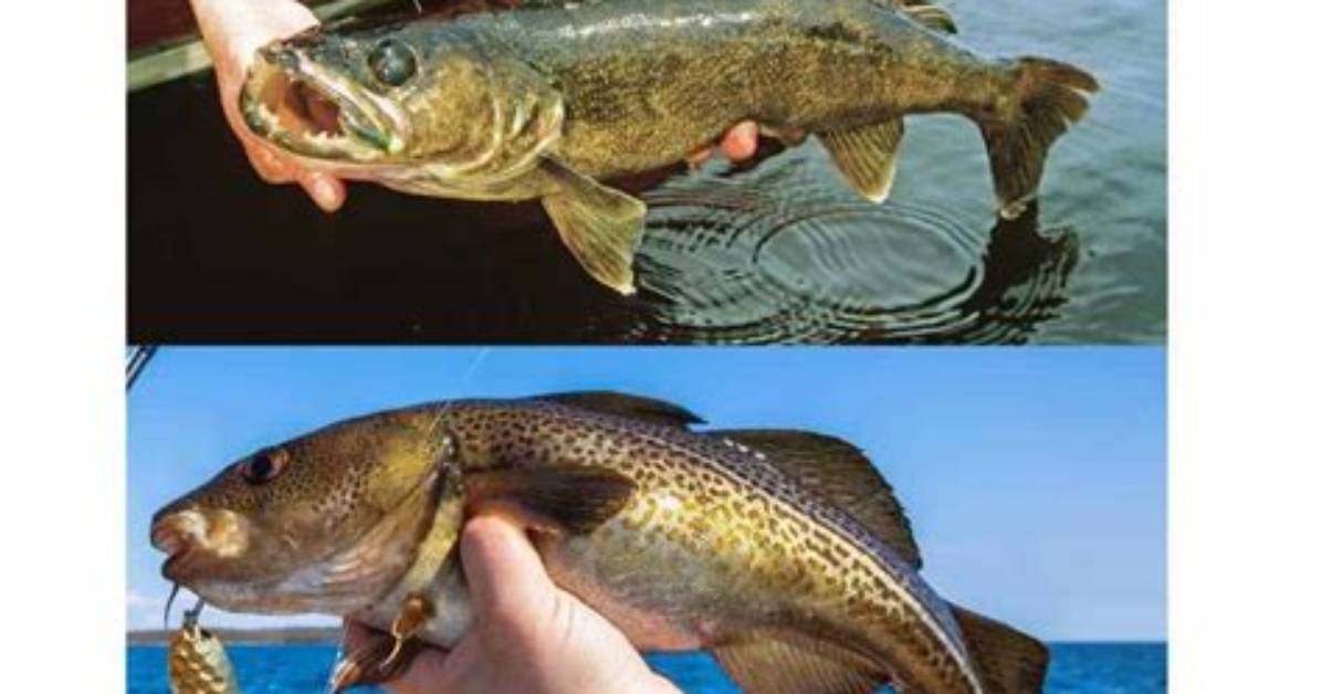 Walleye vs Cod