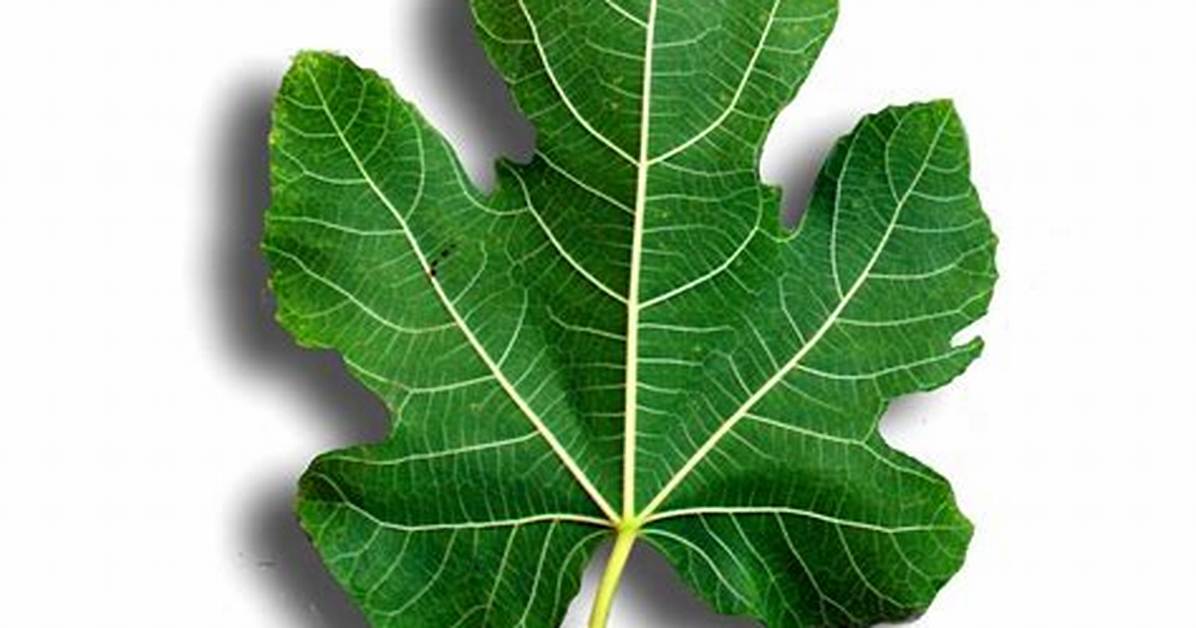 Was a Fig Leaf?