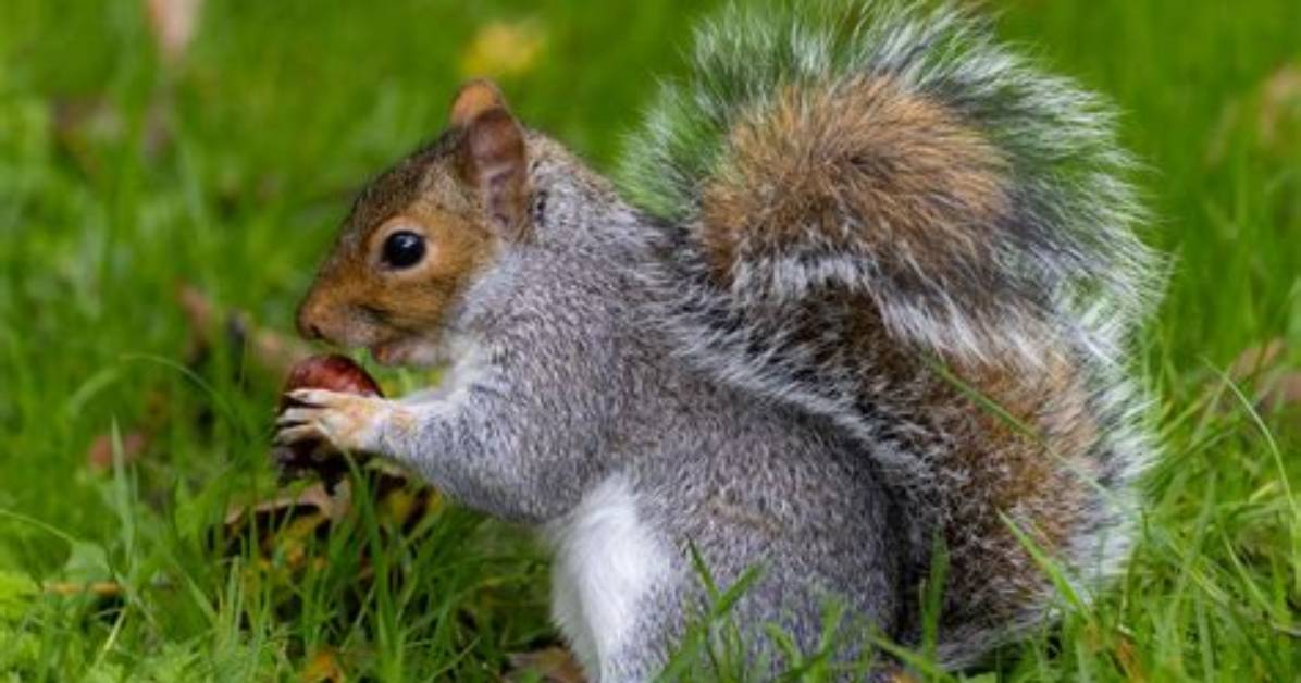 Was a Squirrel a Mammal?