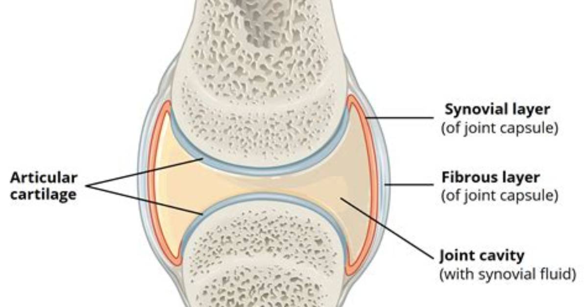 Was a Synovial Joint?