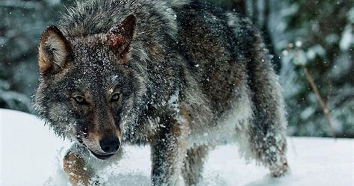 Was Alpha a Real Wolf?
