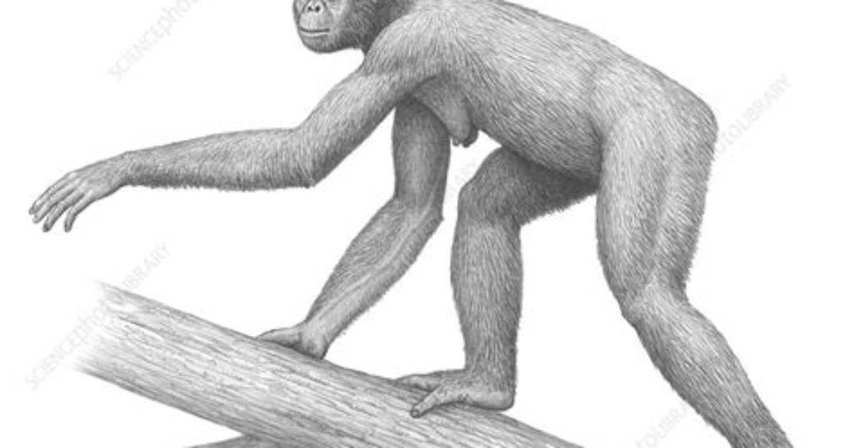 Was Ardipithecus Ramidus Bipedal?