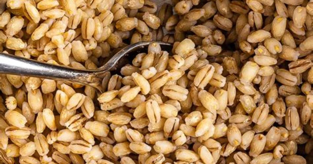 Was Barley a Grain?