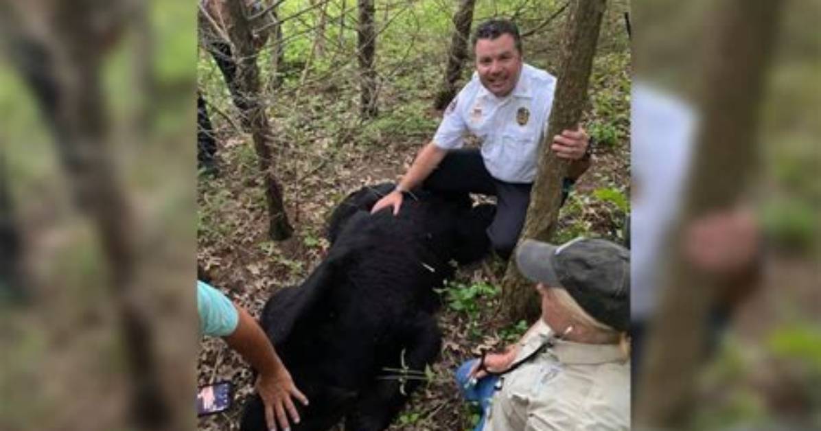 Was Bruno the Bear Tranquilized?