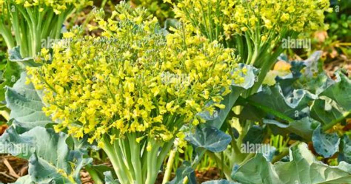 Was Cauliflower a Flower?