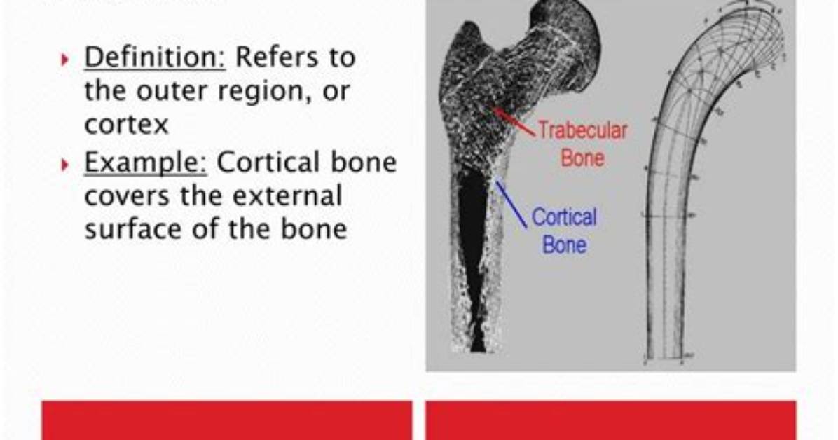 Was Does Cortical Mean?