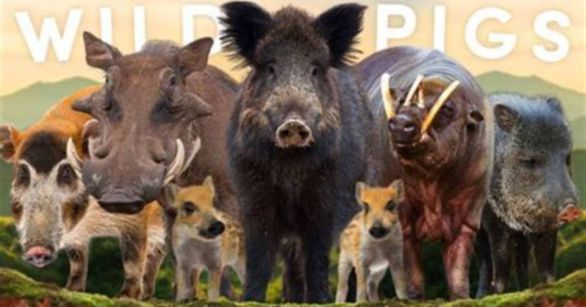 Was Does Depredation Mean?