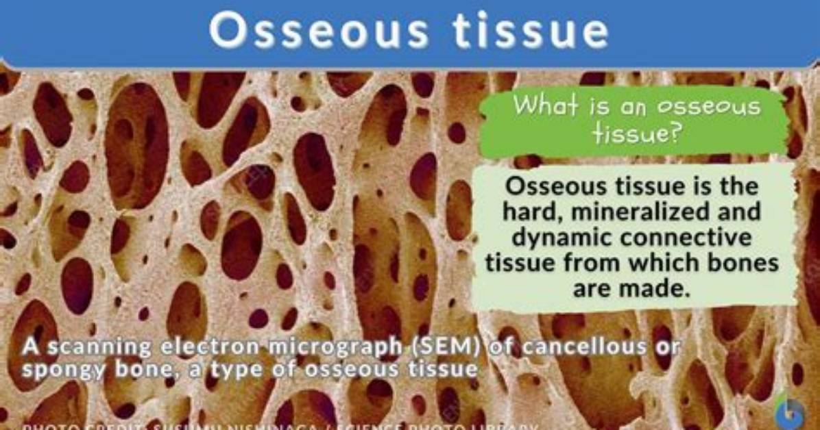 Was Does Osseous Mean?