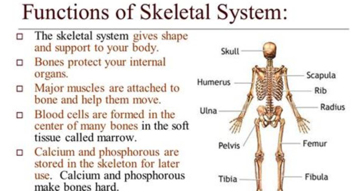 Was Does Skeletal System Mean?