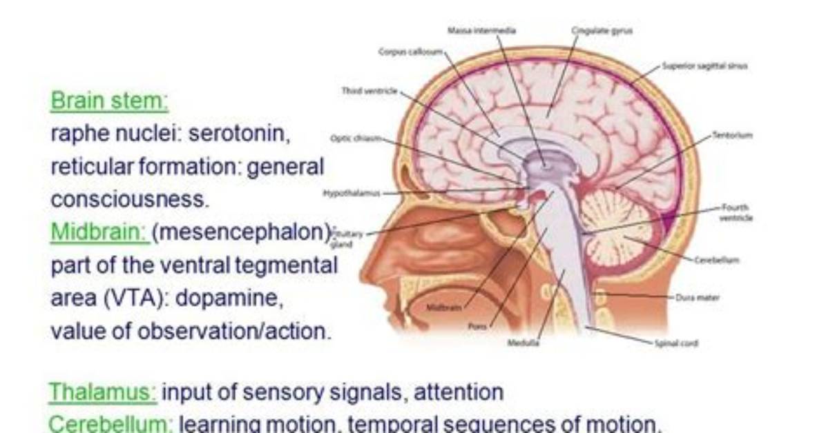 Was Does Subcortical Mean?