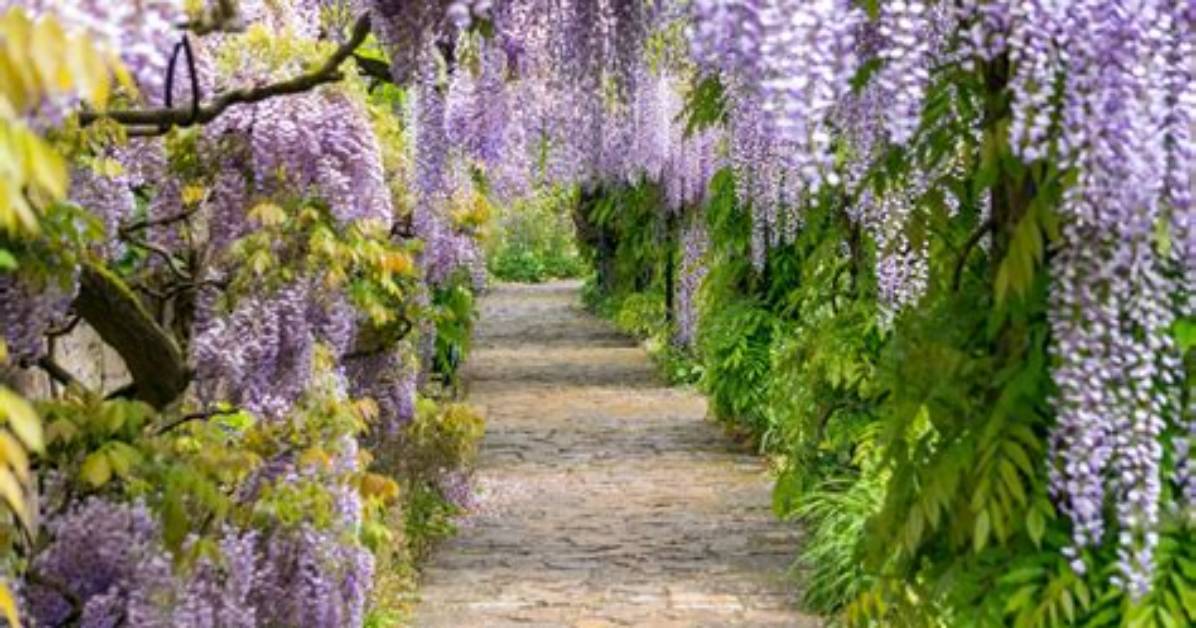 Was Does Wisteria Mean?