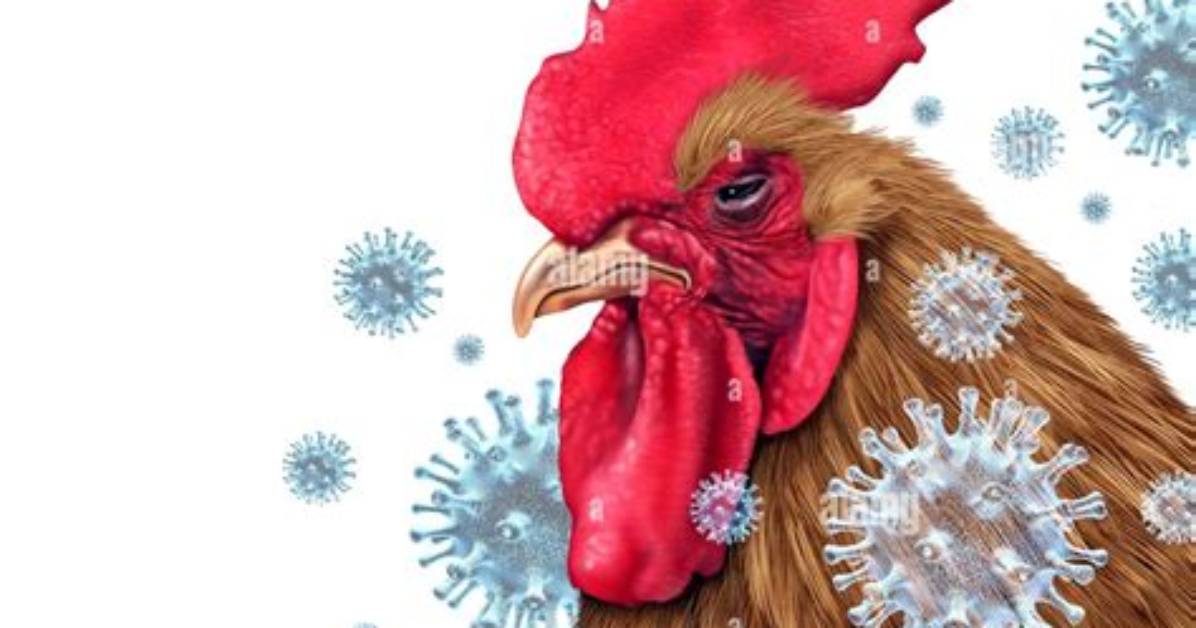 Was Is Avian Flu?