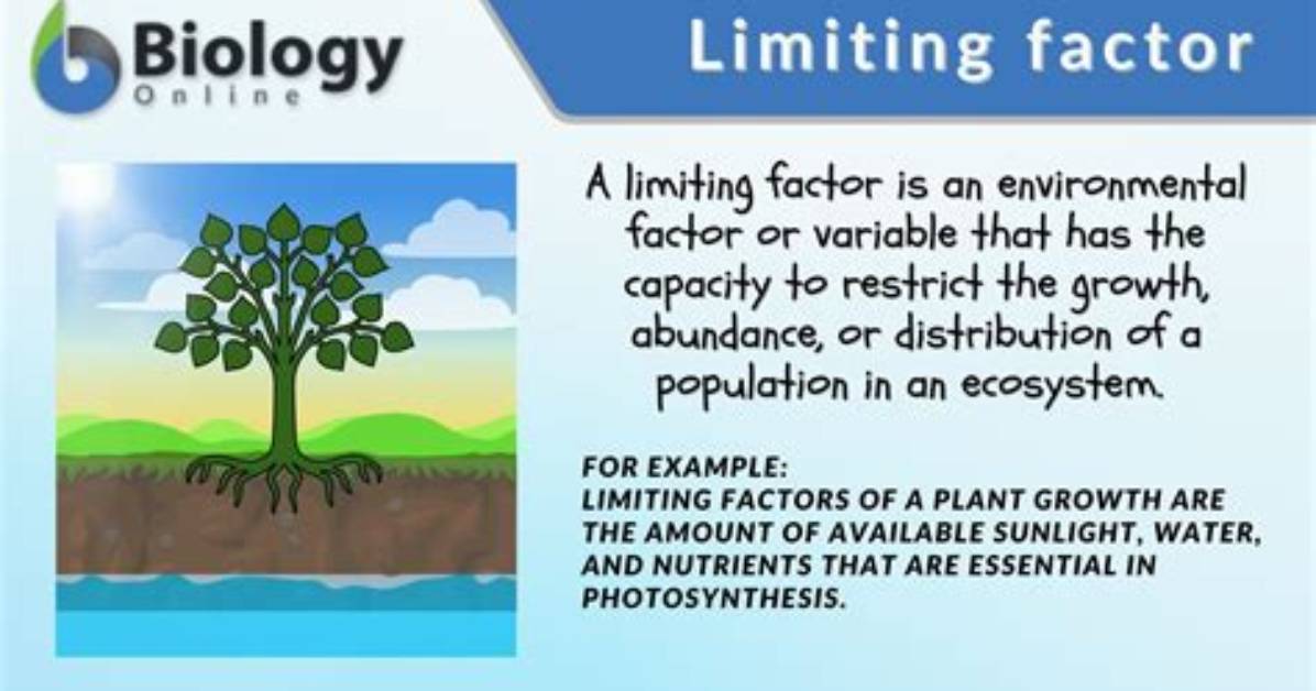 Was Is Limiting Factor?
