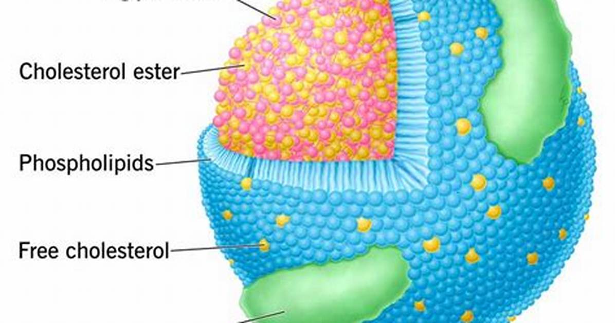 Was Ist Ein Lipoprotein?