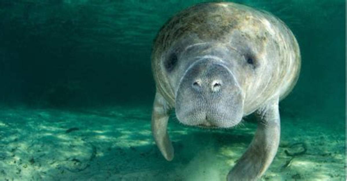 Was Ist Ein Manati?