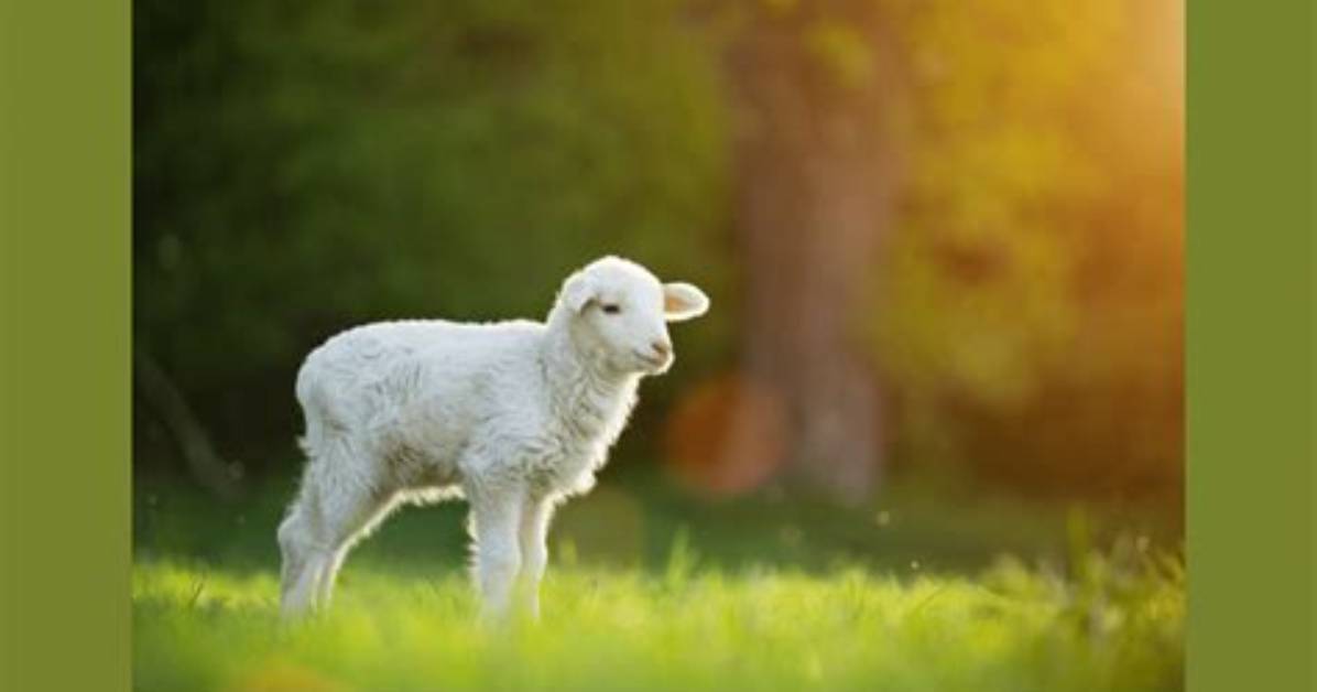 Was Like a Lamb?