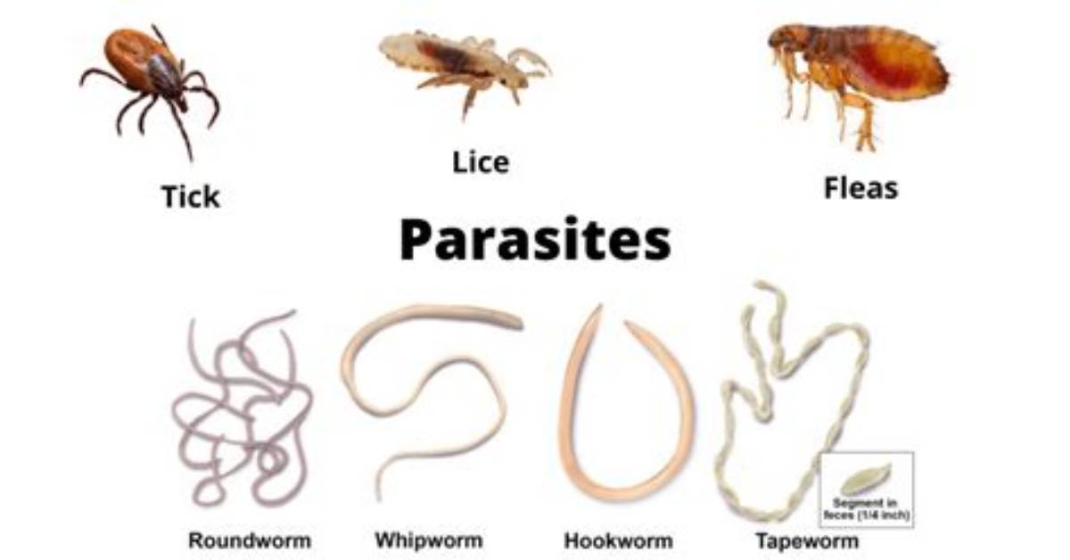 Was Parasite Really That Good?
