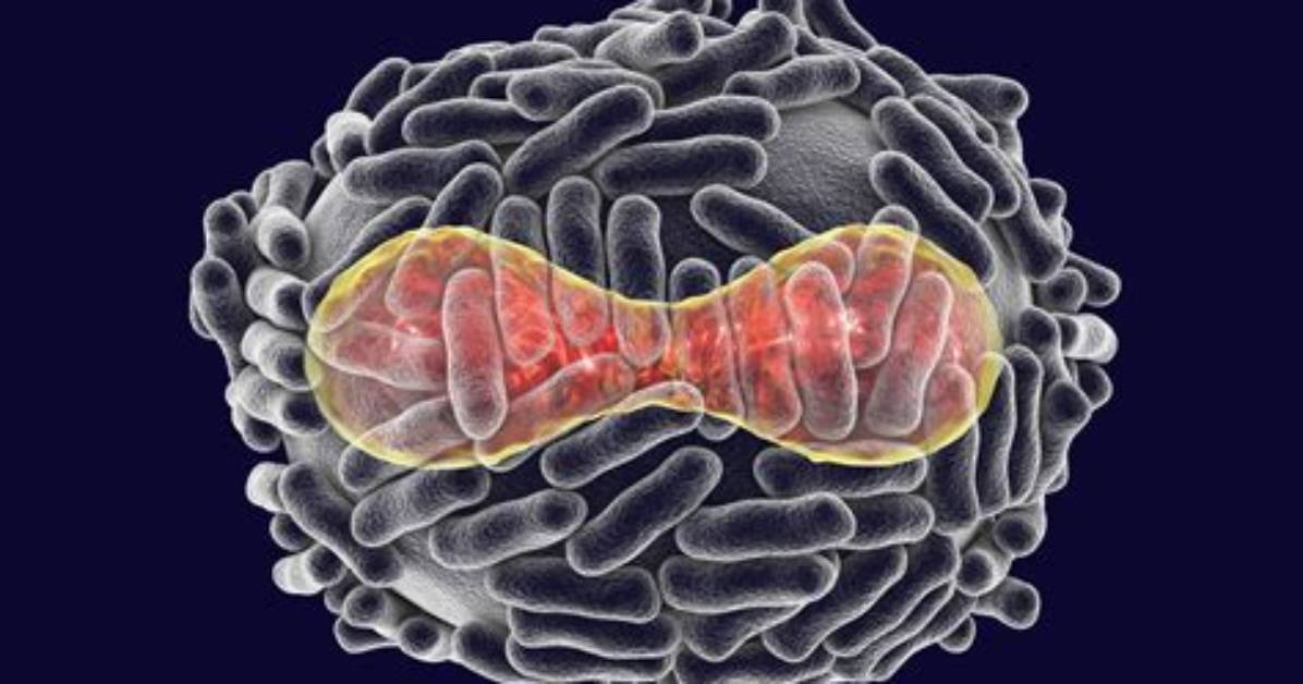 Was Smallpox a Virus or Bacteria?