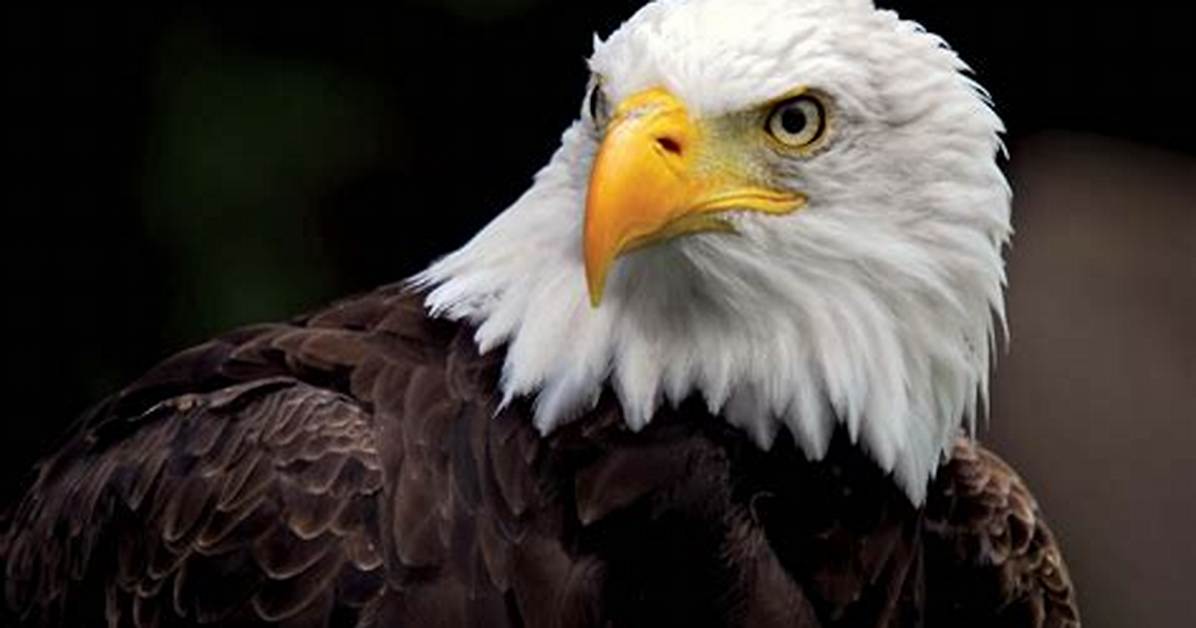 Was the Bald Eagle Endangered?