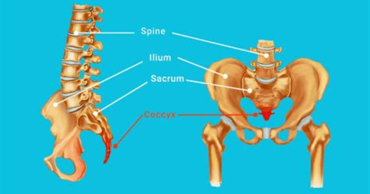 Was the Tailbone a Tail?