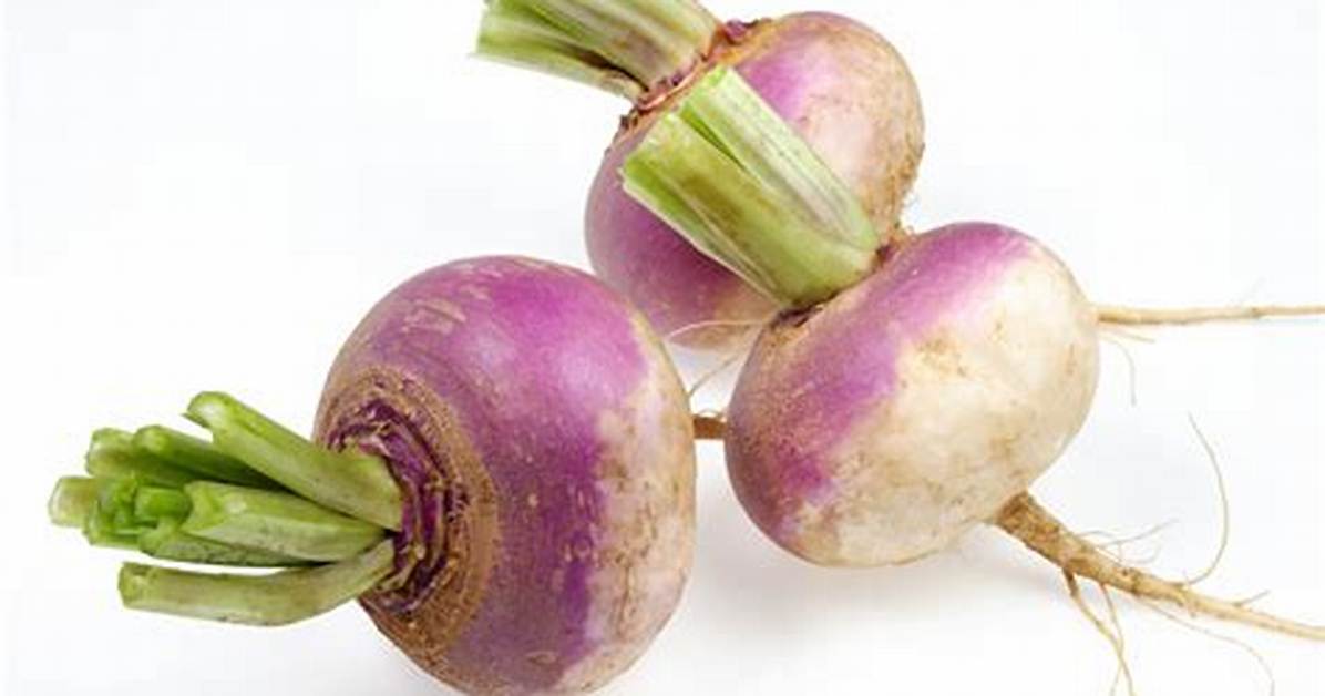 Was Turnip a Stem?