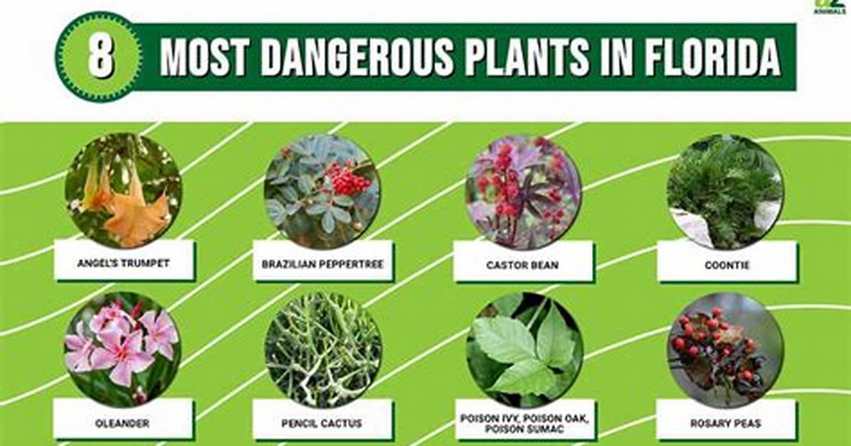Watch out for These Poisonous Florida Plants, Especially If You Have Kids and Pets