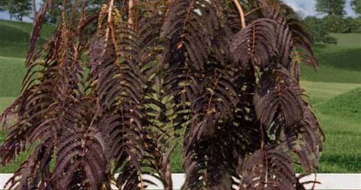 Weeping Mimosa Tree