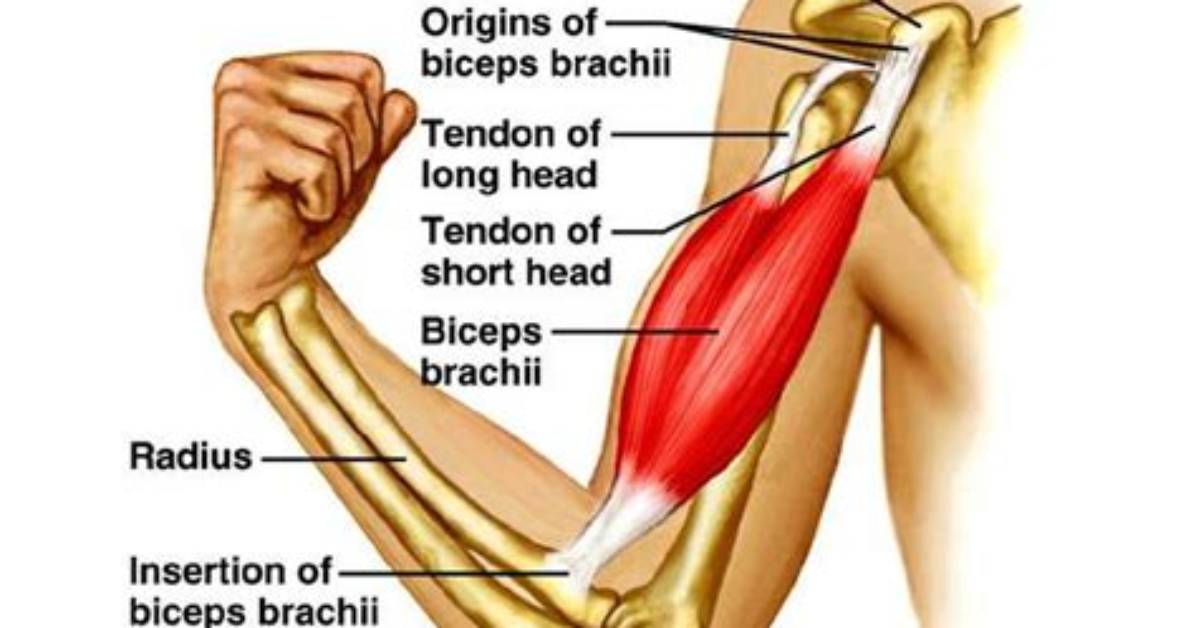 Were Are Biceps Located?