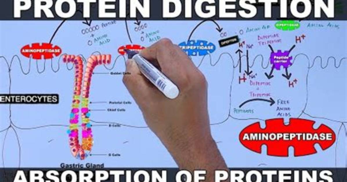 Were Are Proteins First Digested?