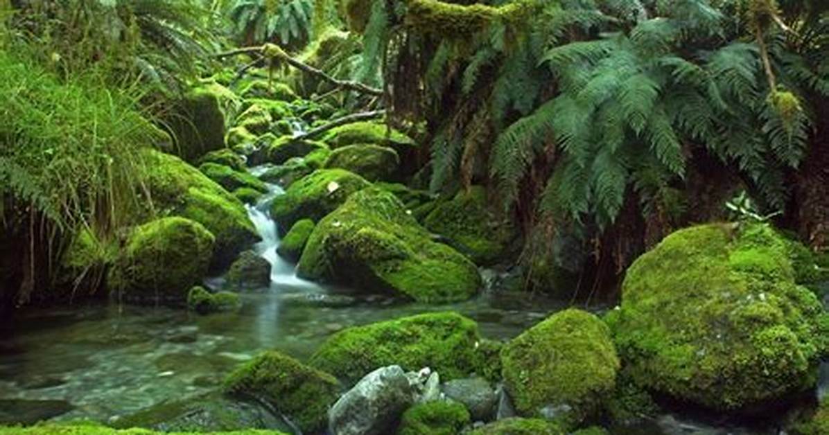 Were Are Temperate Rainforest?
