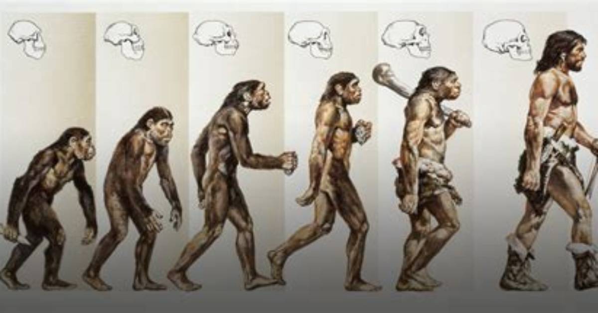 Were Did Humans Evolve from?