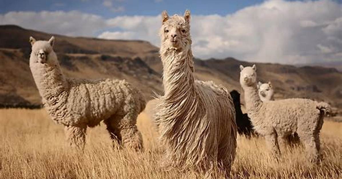 Were Do Alpacas Live?