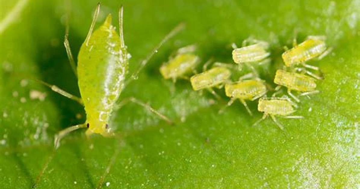 Were Do Aphids Come from?