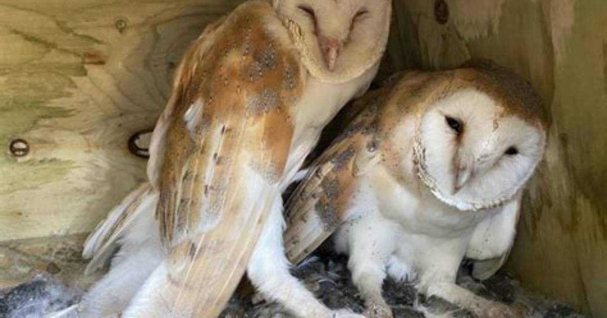 Were Do Barn Owls Sleep?