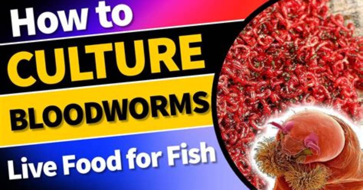 Were Do Bloodworms Live?